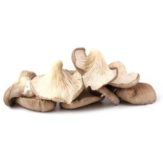 FRISCO ORGANIC Boczniaki BIO