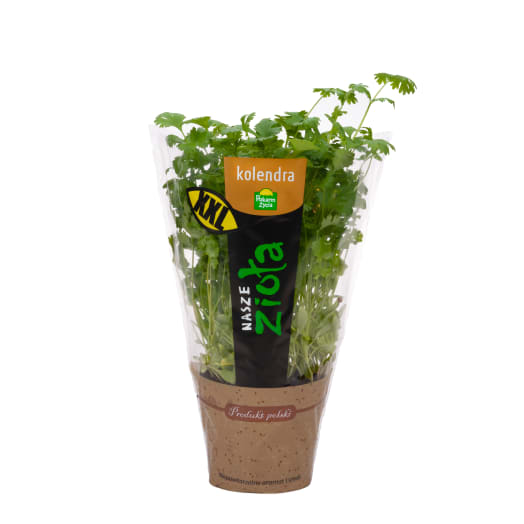 POKARM ŻYCIA Kolendra XL