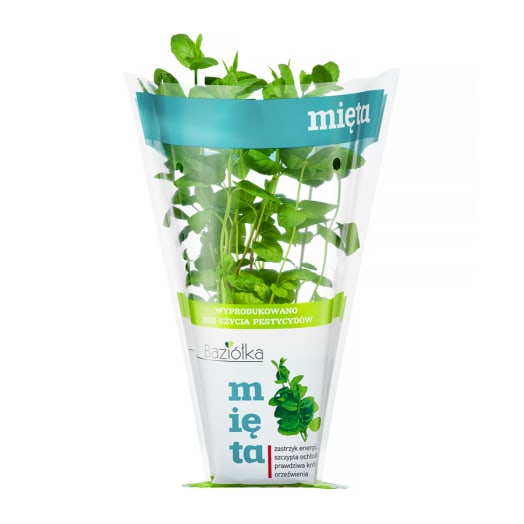 BAZIÓŁKA Mięta XXL