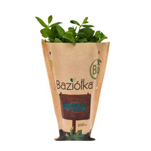 BAZIÓŁKA Mięta BIO